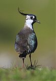 Northern Lapwing